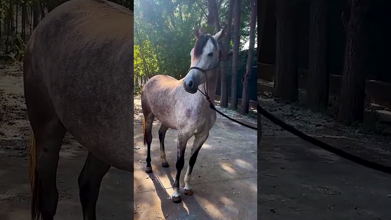 The top domestic Arabian mare, more than three years old
