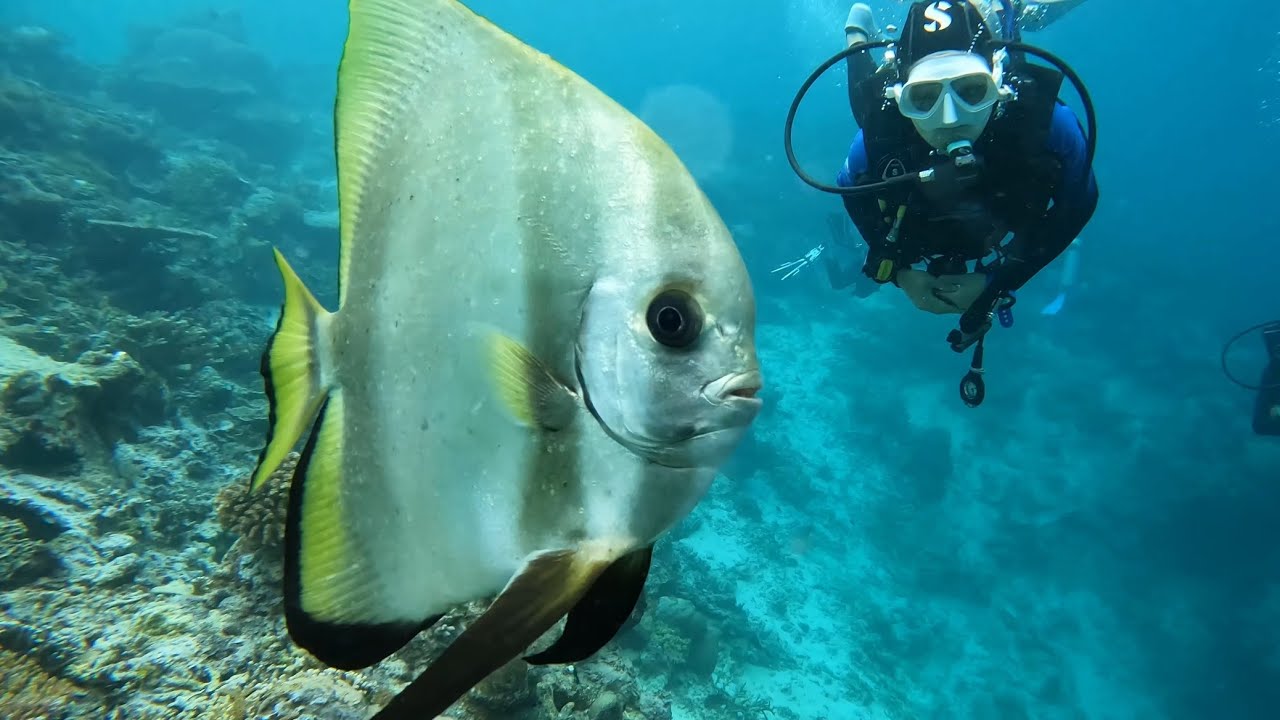 Scuba diving at Maratua Island, Indonesia (April 2025)