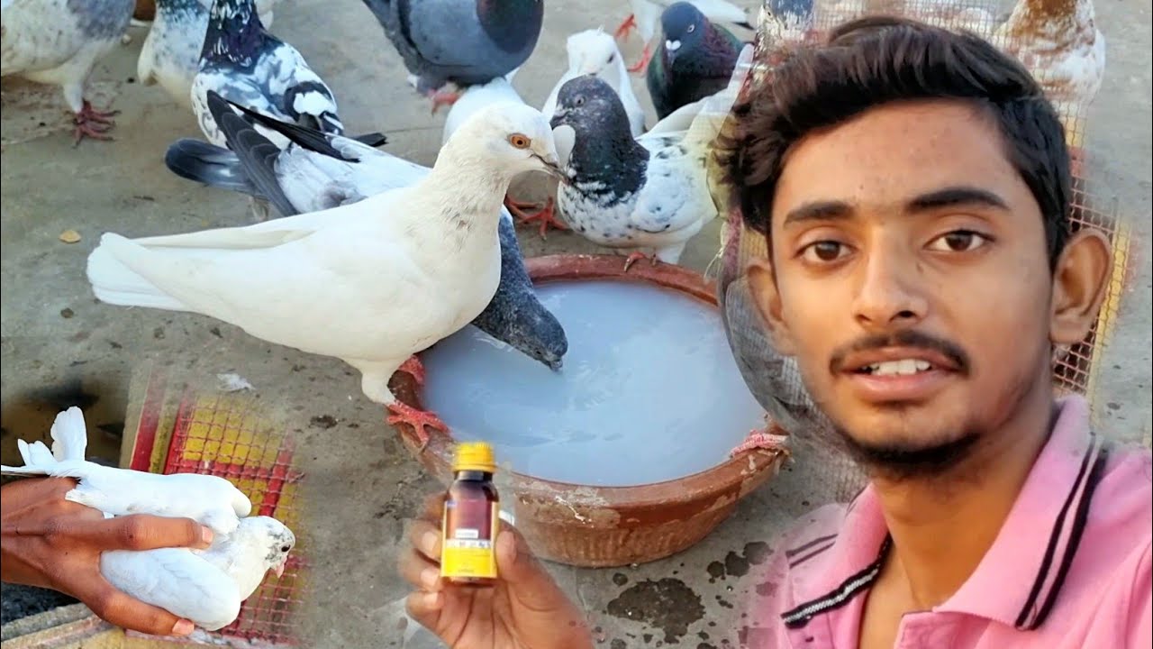 Deworming krte krte kabootar pkda🤣