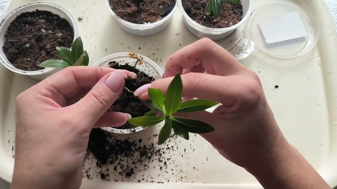 Пересадка адениумов в 2 месяца после посева 🌿