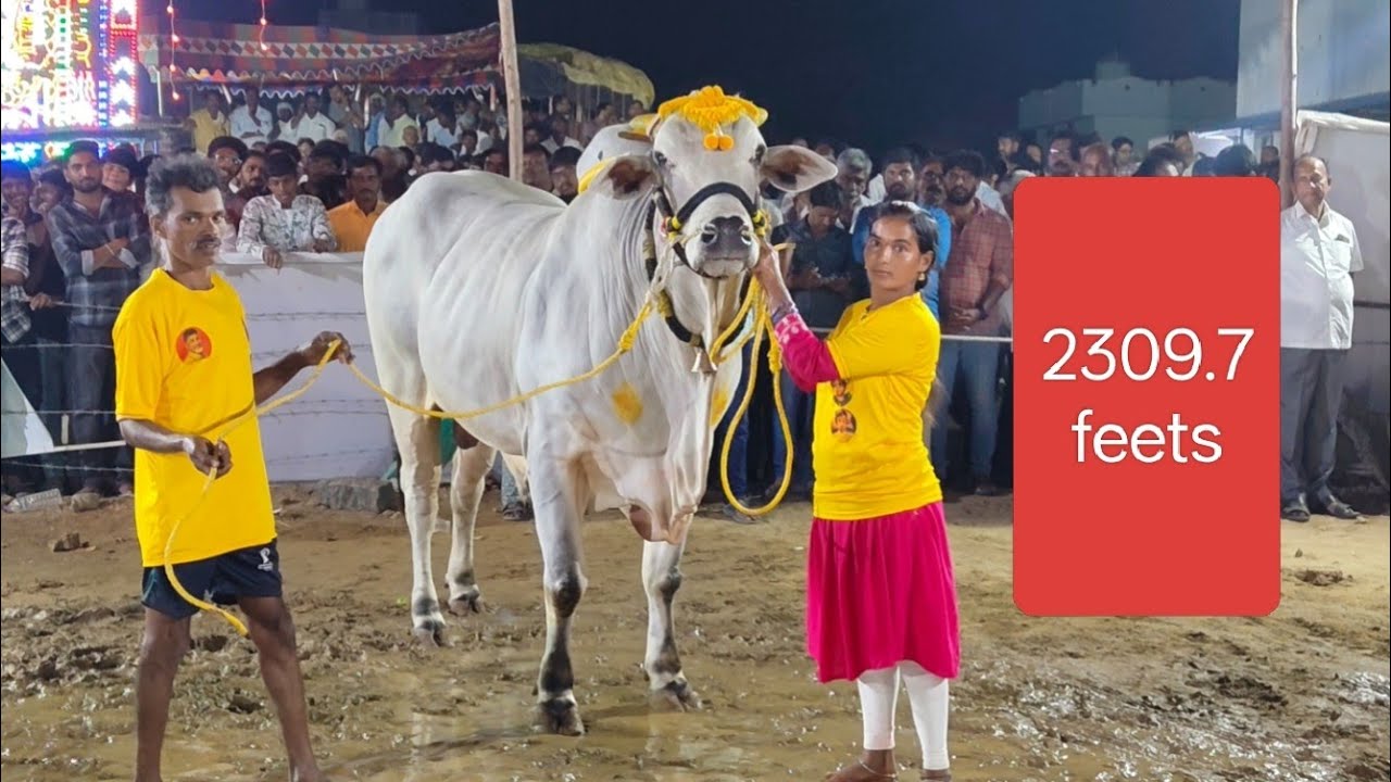 అన్నంబోట్లవారి పాలెం జూనియర్స్ 10వ జత NSP (బుల్స్ బసవ, కేశవ)