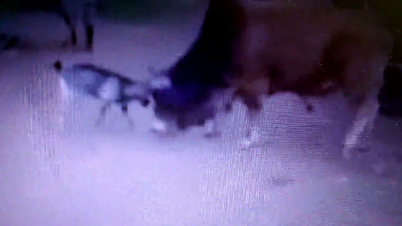 Bull Vs Goat-Goat Wins the Battle