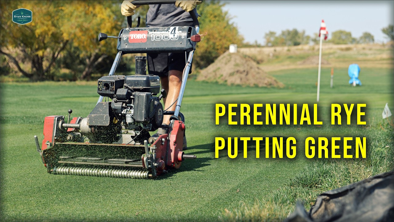 Perennial Ryegrass Putting Green (0.195