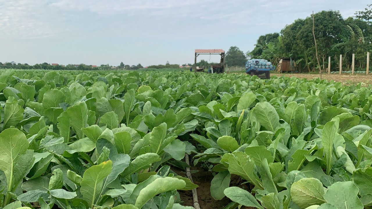 Radish farm life  dedicated cultivation seed to harvest