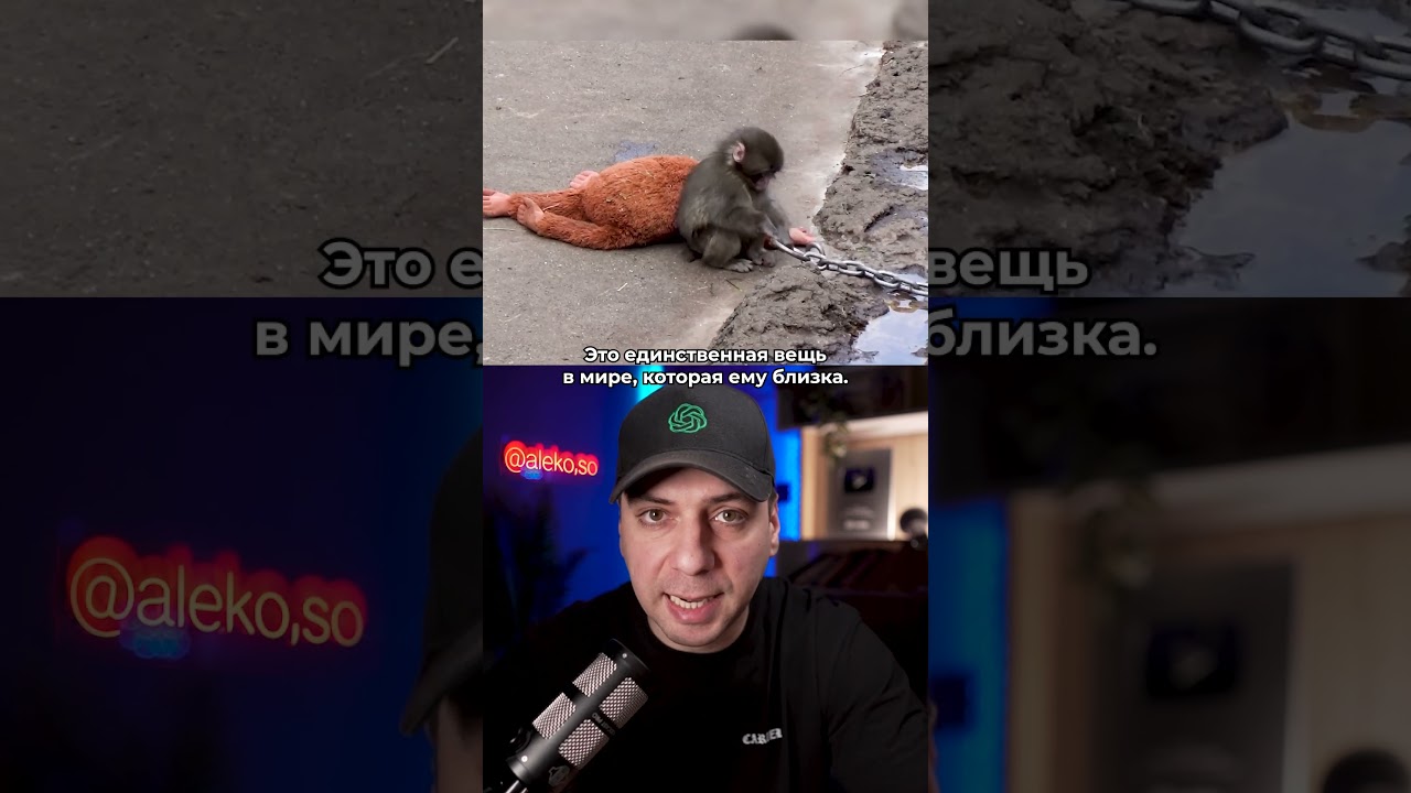 ИСТОРИЯ ОБЕЗЬЯНКИ ПАНЧ #интересное #панч #обезьяна #зоопарк