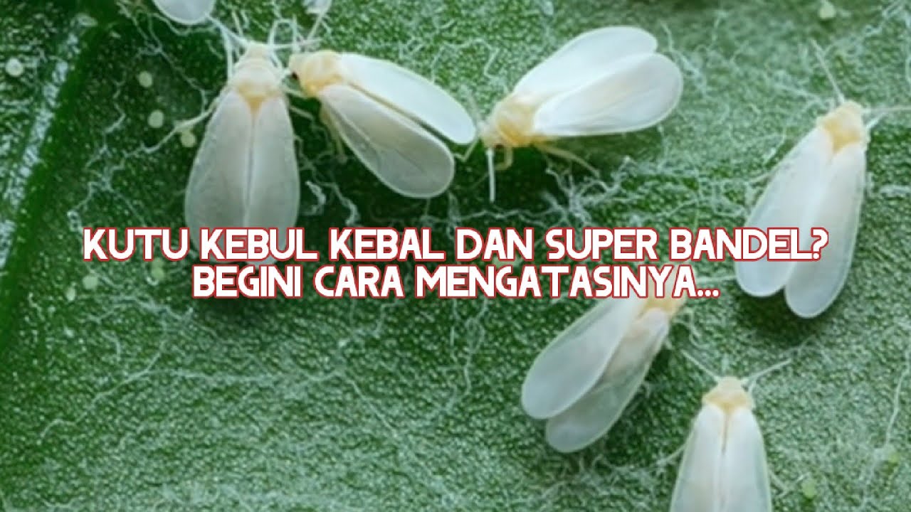 Cara Ampuh Mengatasi Kutu Kebul yang Kebal dan Bandel