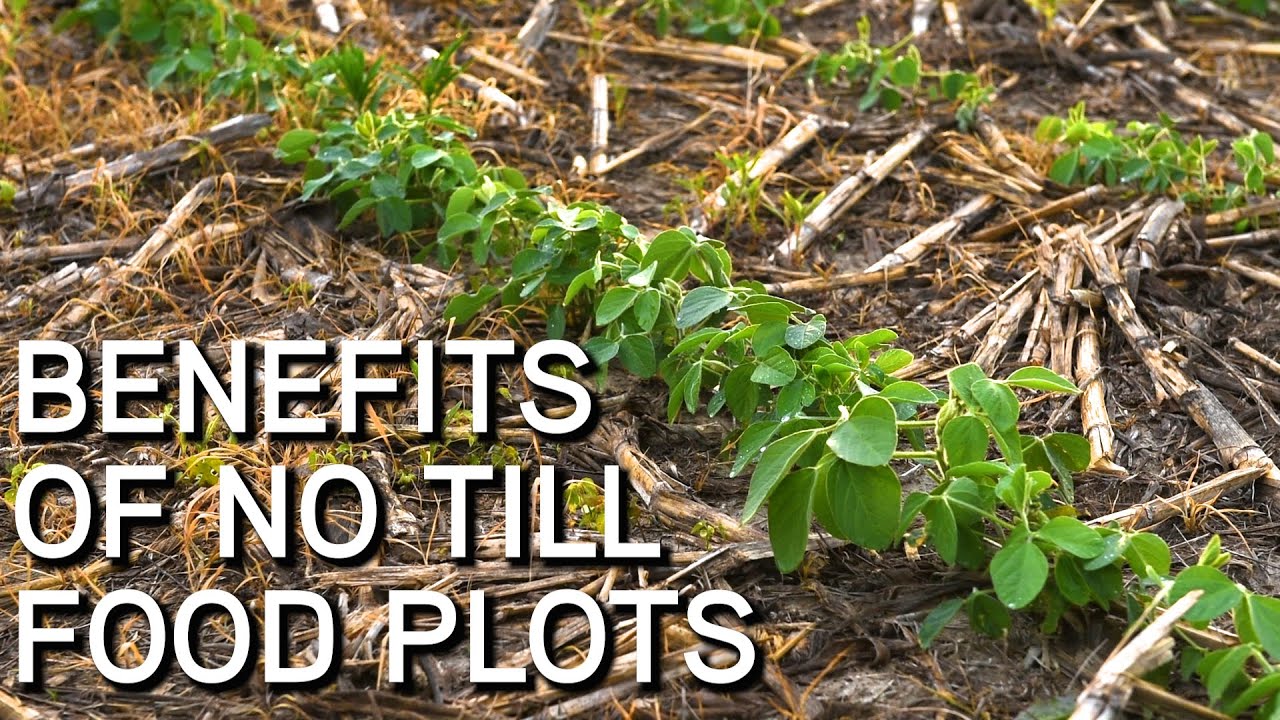 BEST No Till Year Round Food Plots!! | Benefits & How To