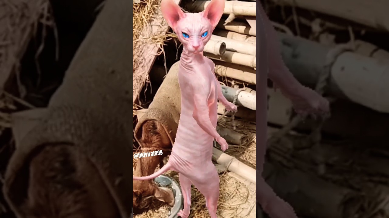 funny 🤣 cat 😺 # dance 🤣 video # video 😍 trinding 