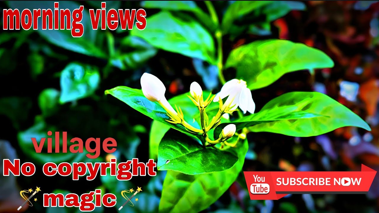 Village Music No Copyright | Village BGM Non Copyright | Village Background Music Copyright Free