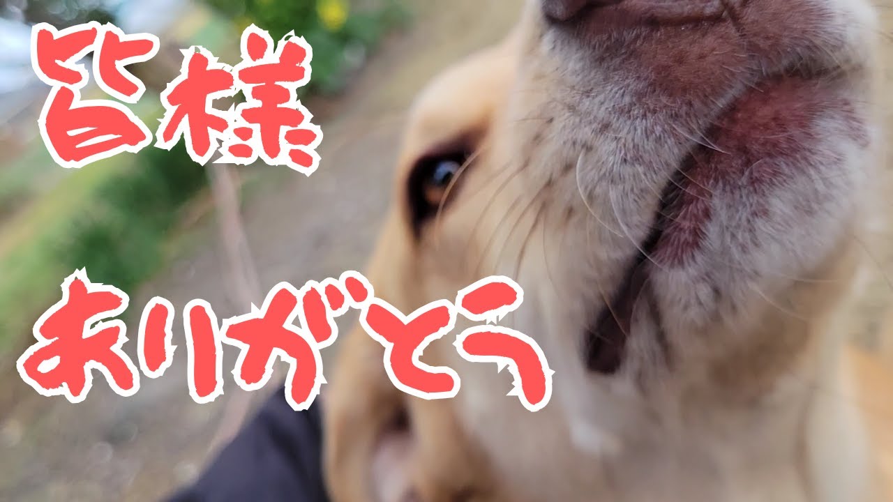 まったりした雰囲気の中 感謝のお伝え動画