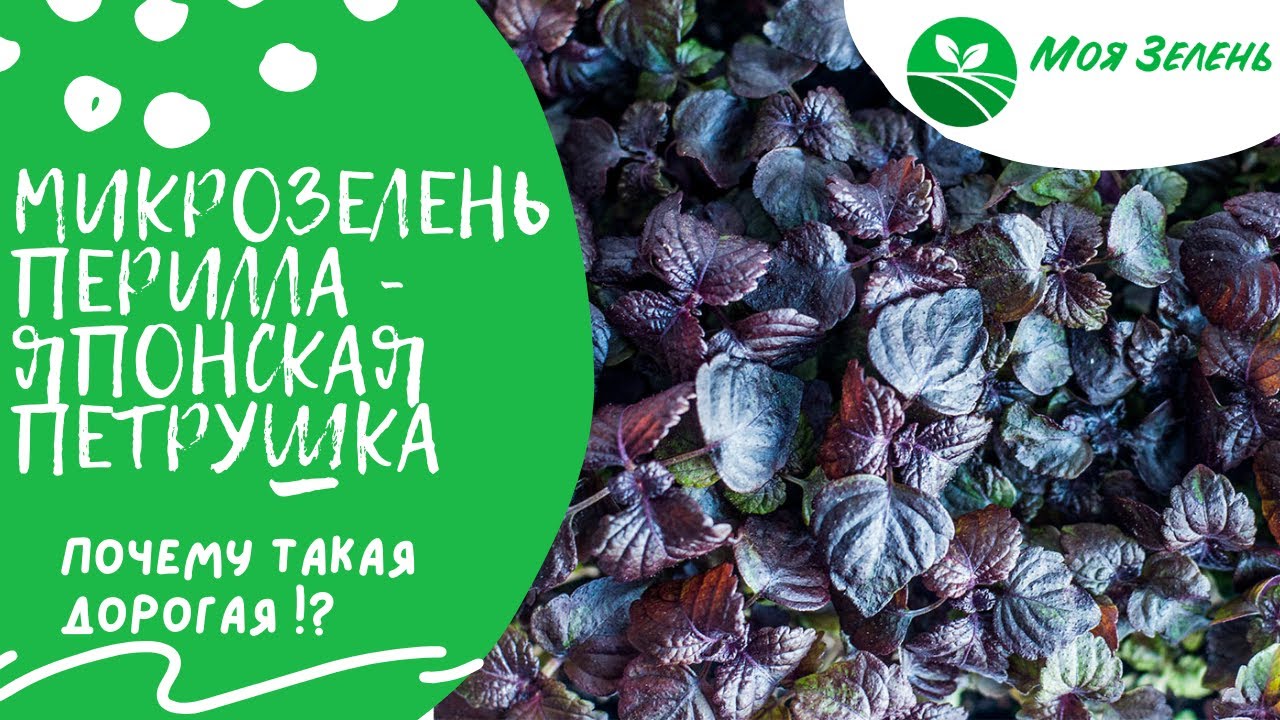 Перилла — выращиваем дома. Микрозелень.