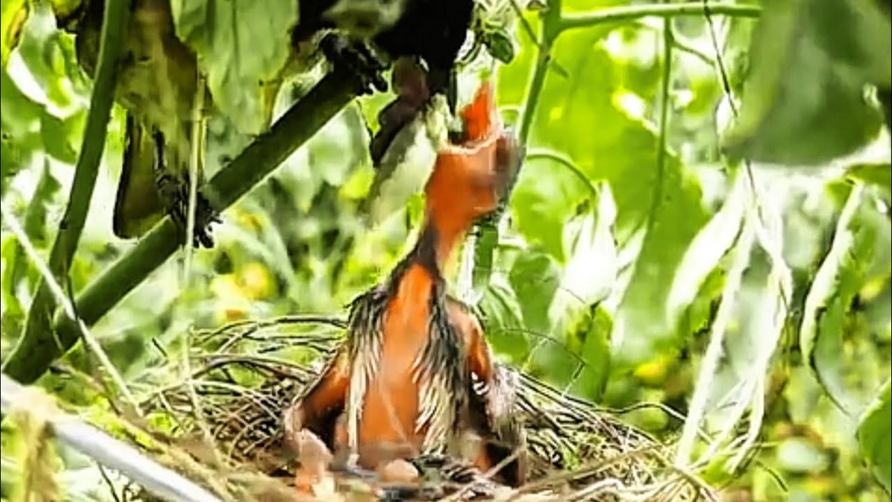 BENAR-BENAR TIDAK MASUK AKAL CARA MAKAN BURUNG INI
