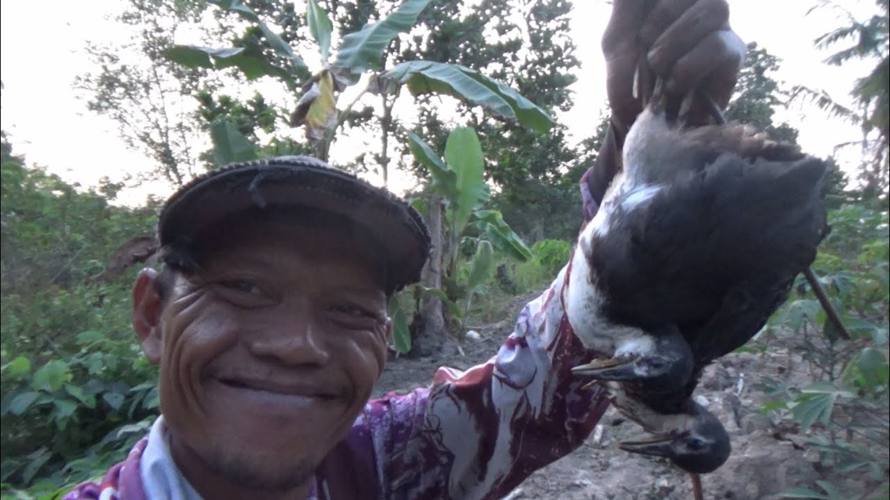 Iseng iseng mancing burung ruak ruak di musim kemarau #DB-449