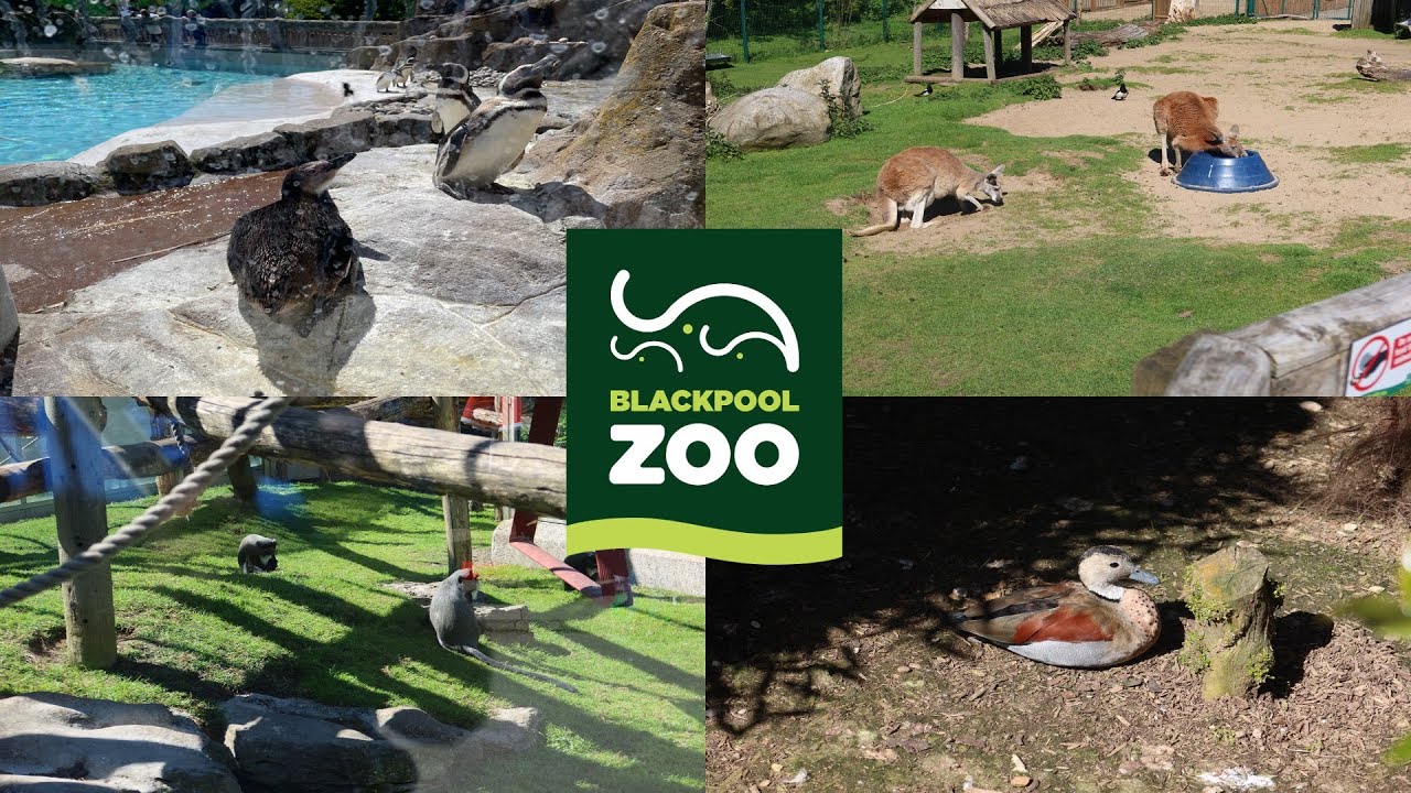 Blackpool Zoo Vlog - May 2021