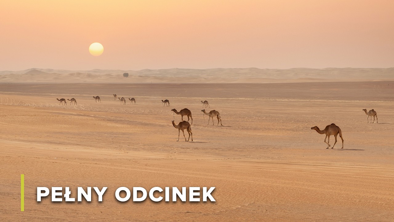 Jak ssaki Arabii pokonują ekstremalne warunki | Arabskie piekło 103