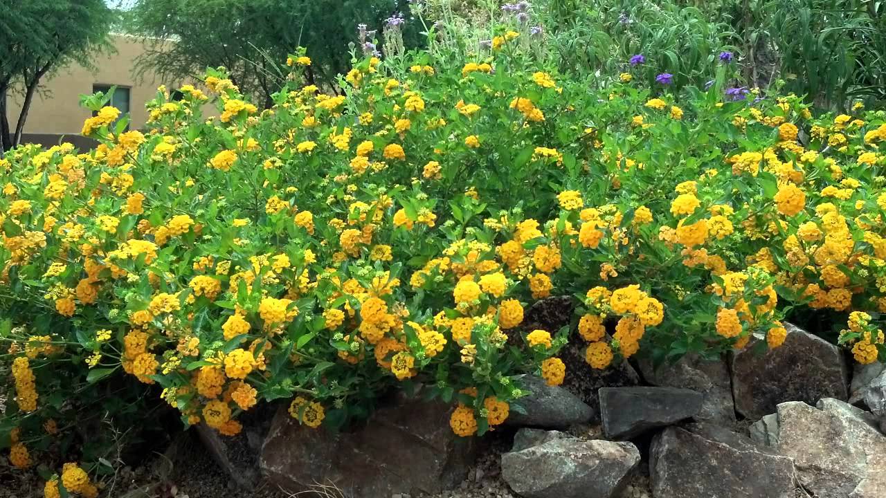 Lantana Rough Cut