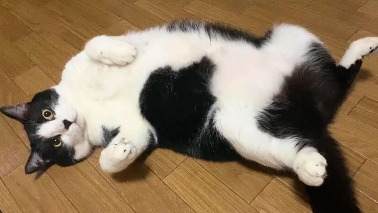 猫に