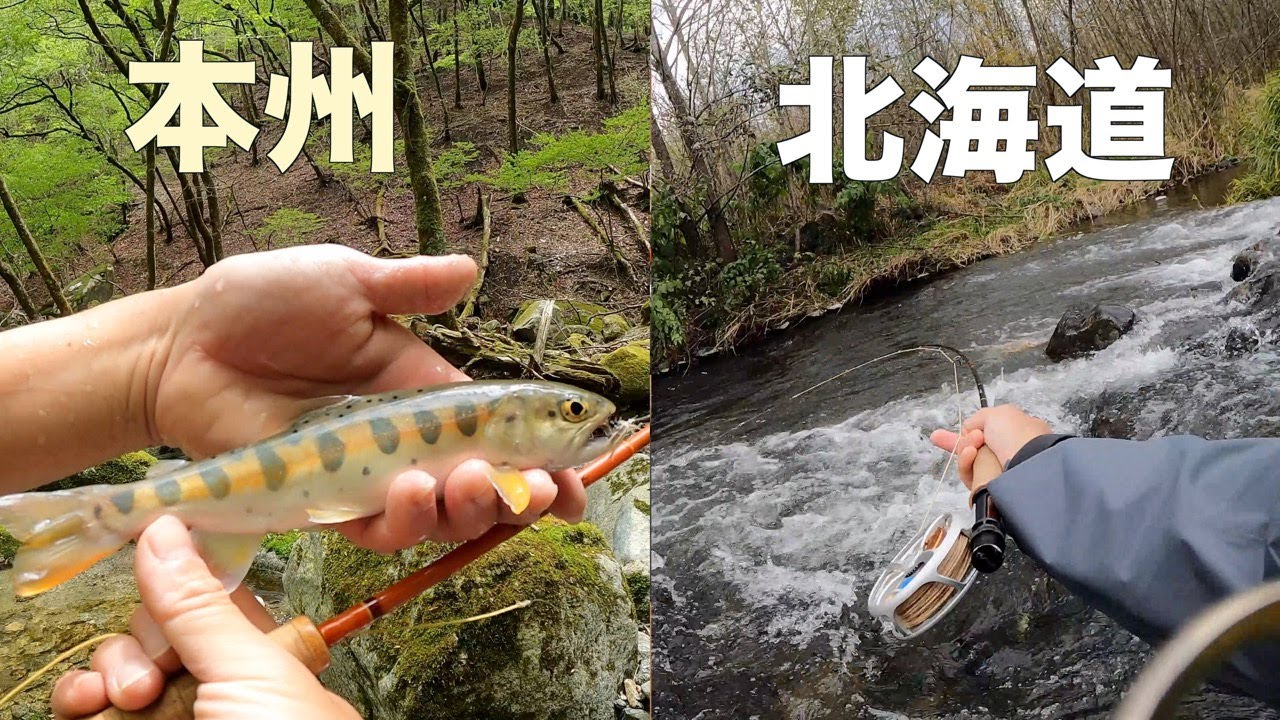 【トラウト】本州と北海道の違い【生態】