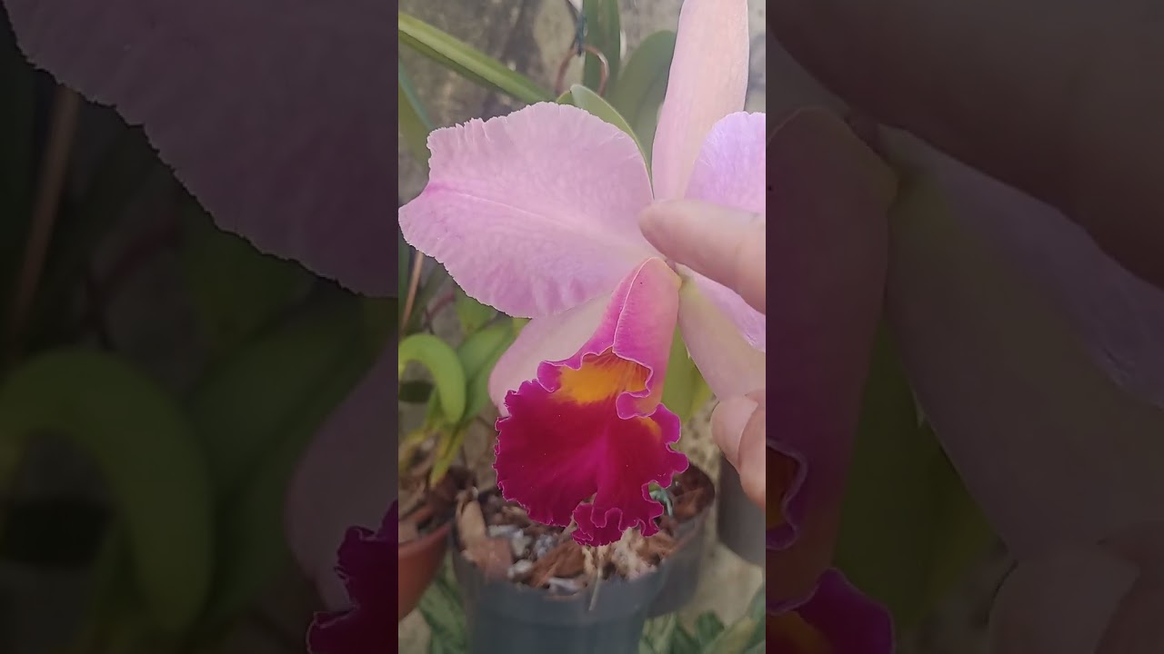 Orquídea amarela encantada Castelo canal da natureza.