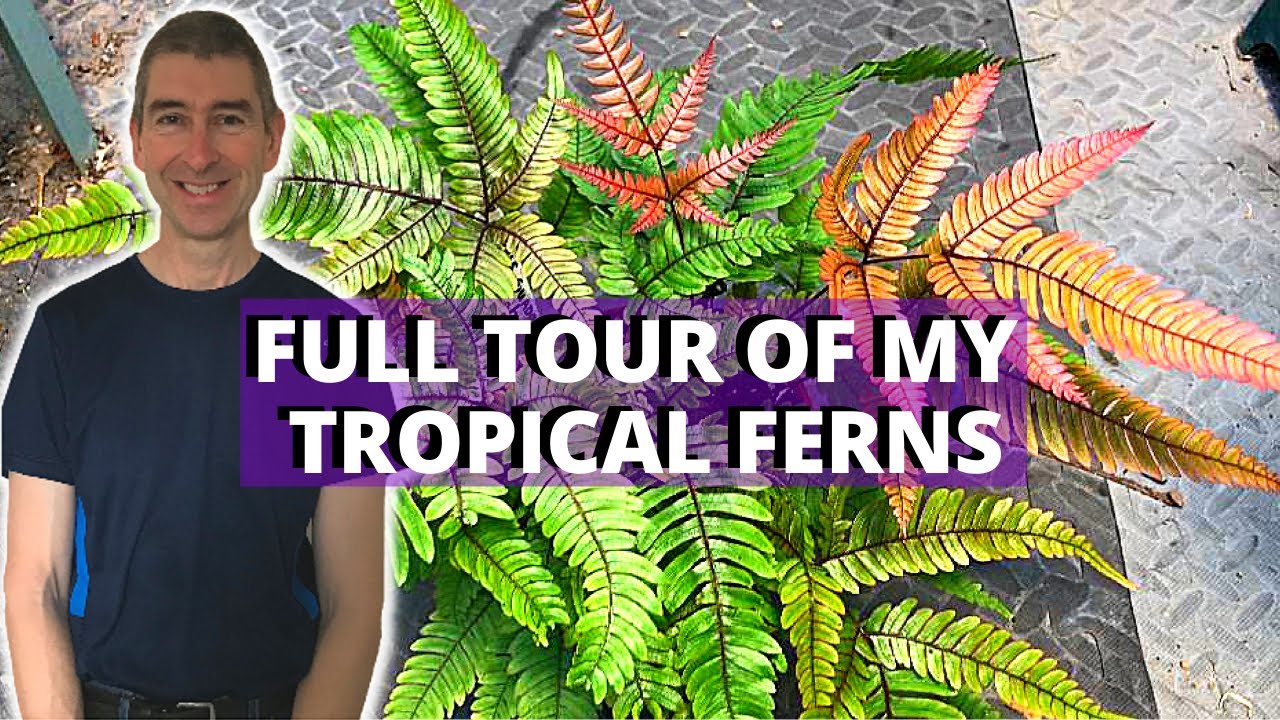 TROPICAL FERNS TOUR- my greenhouse collection so far!