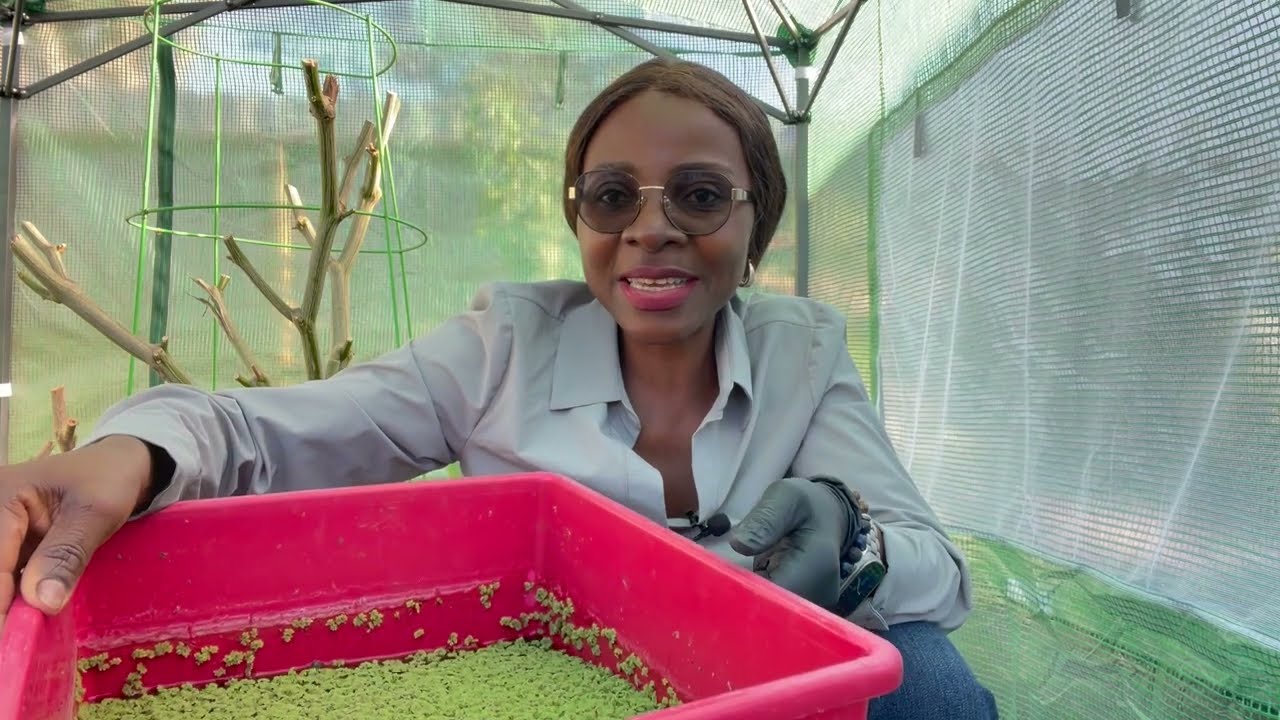 How to Grow Azolla At Home | Azolla Farming