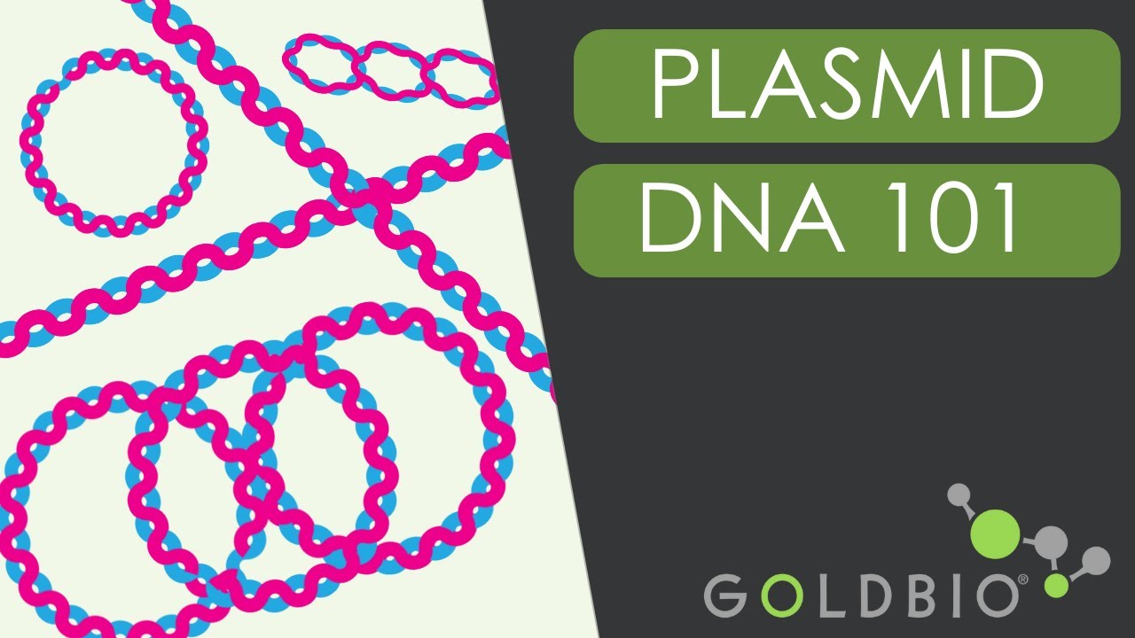 Plasmid Conformations 101: From Relaxed to Supercoiled DNA