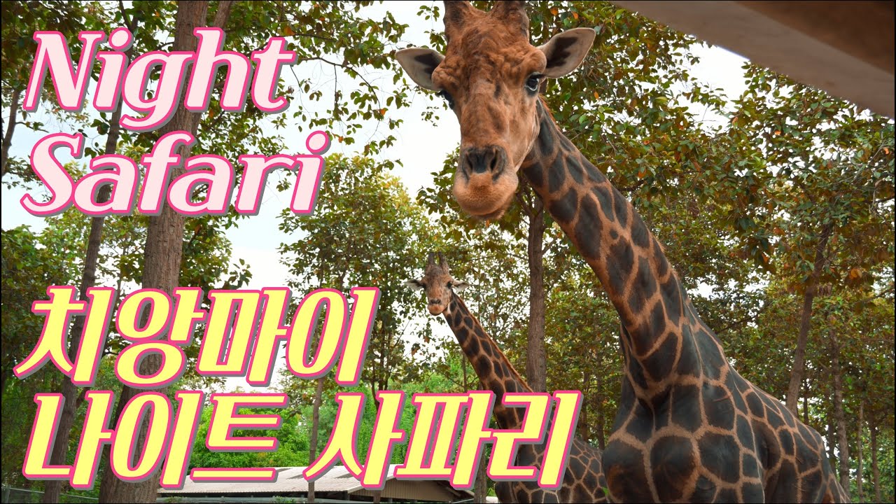EP14🇹🇭치앙마이 나이트사파리 [🇬🇧Sub] Night Safari in Chiang Mai
