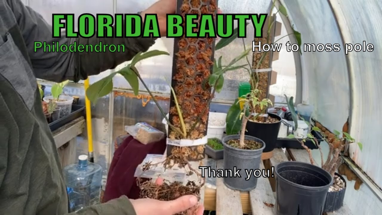 Philodendron Florida Beauty Moss Pole (Plus Some Other Stuff!)