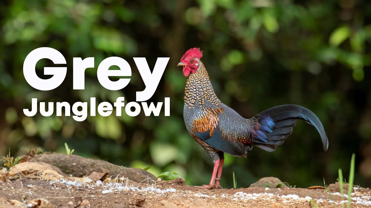 Grey Jungle Fowl (Gallus sonneratii) | 4K | Thattekad, Kerala, India