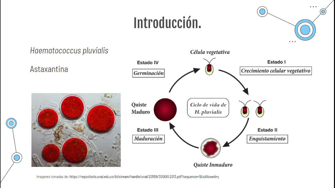 Semillero BIOPROCESOS Y CONTROL - Producción de astaxantina en Haematococcus pluvialis.