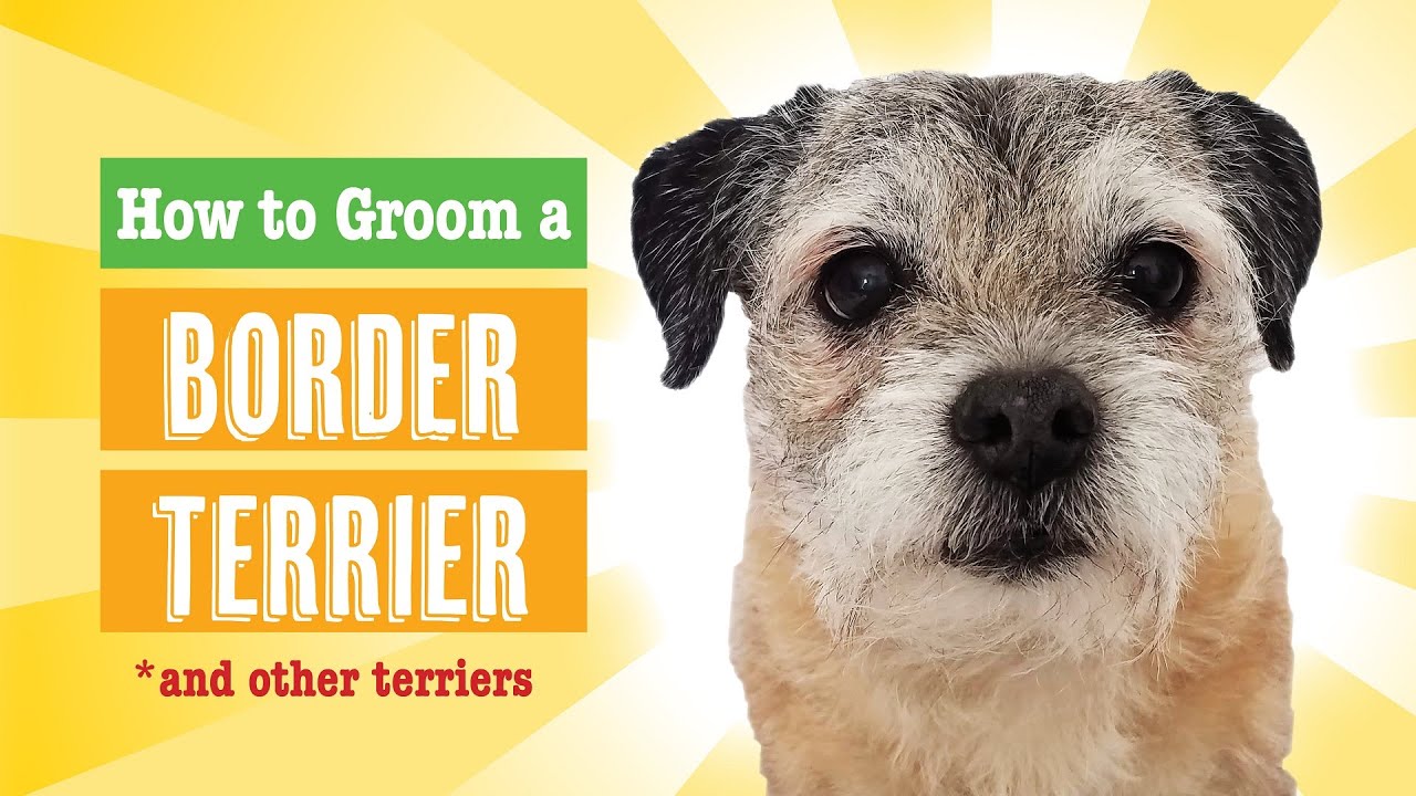 How to Groom a Border Terrier (PET)
