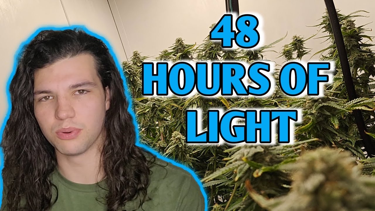 48 Hours Of Light Before Harvest|| Chill Out OG by Mr.Growit
