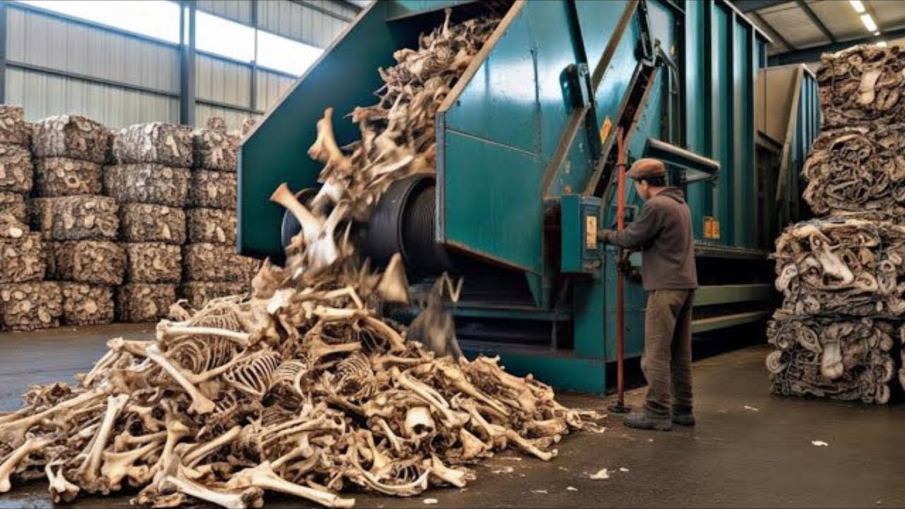 Incredible Recycling: Turning Animal Bones into T-Shirts and Durable Bone Buttons Manufacturing