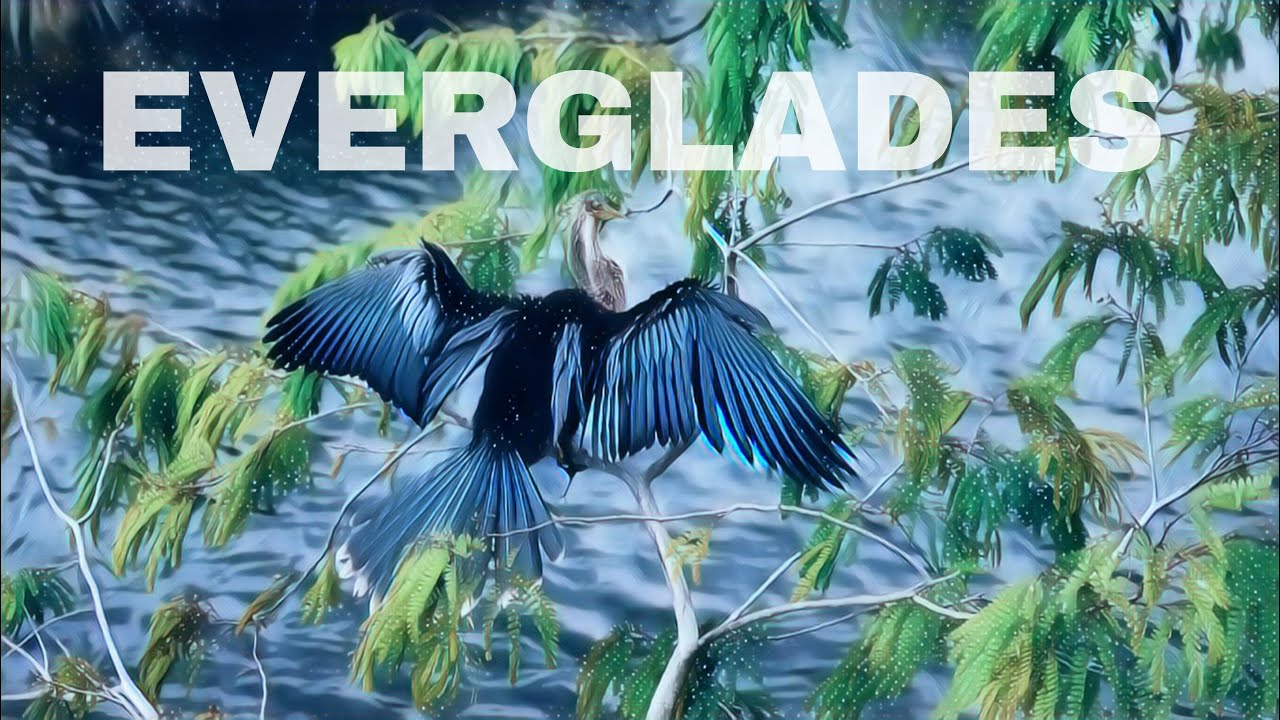 Anhinga & Gumbo-Limbo Trails | Everglades National Park