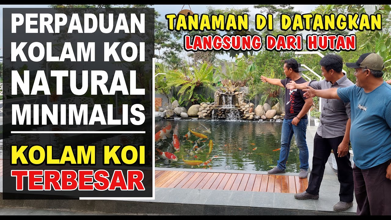 KOLAM KOI TERBESAR‼️PERPADUAN NATURAL & MINIMALIS‼️