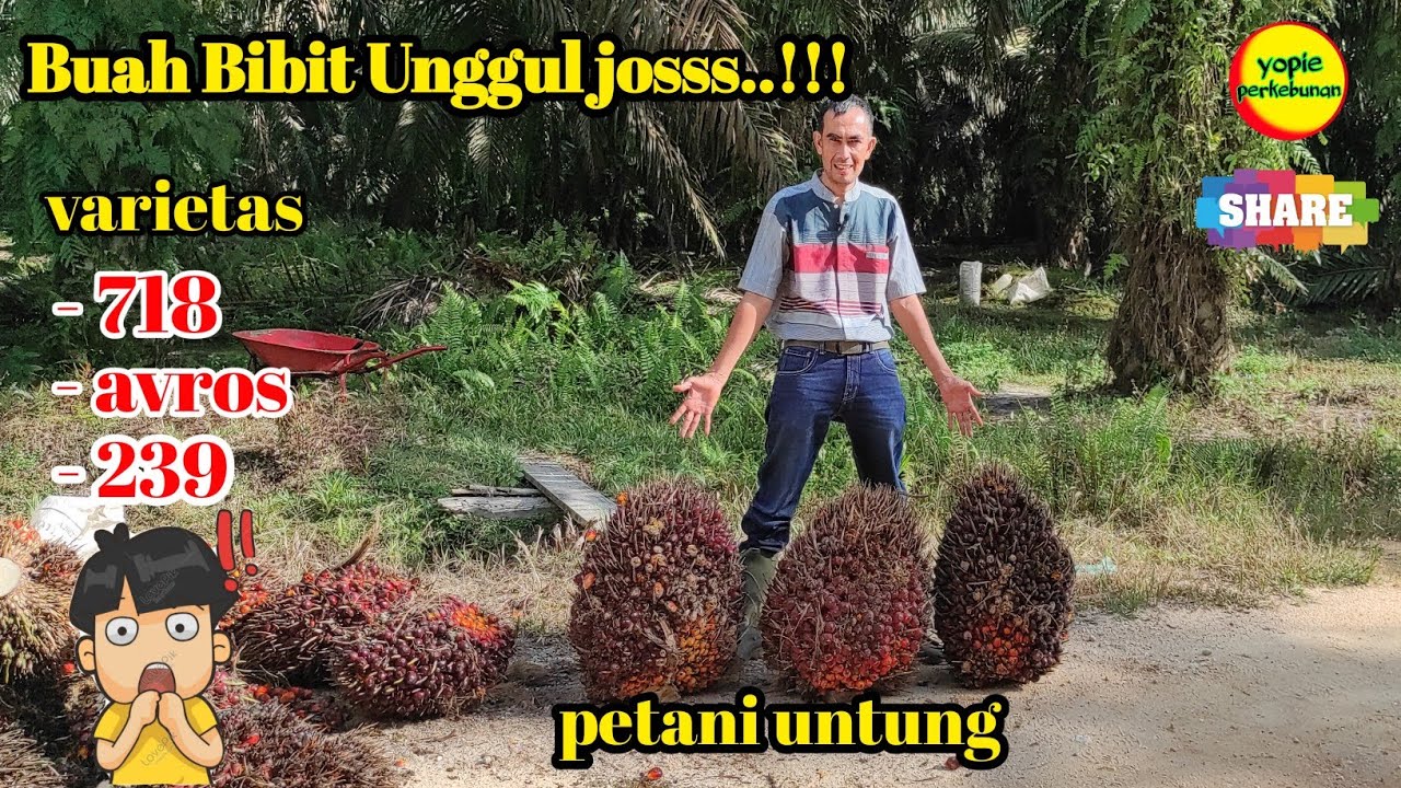 panen sawit unggul varietas 239.718.avros hasil nya joss