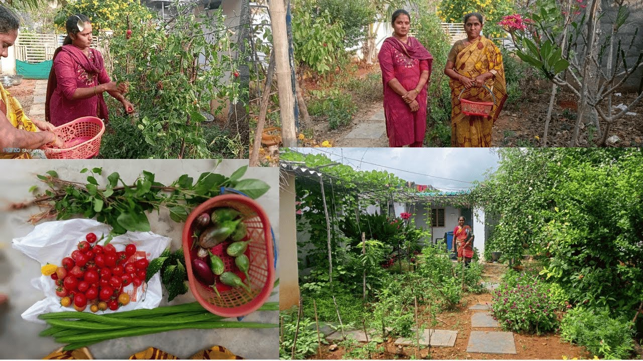 మళ్ళీ మునగ కాపు మొదలైంది ఎన్ని కోసామో చూడండి | Telugu Garden Vlogs