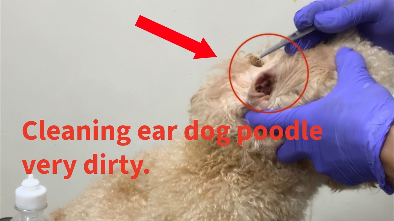 Cleaning ear dog poodle very dirty.