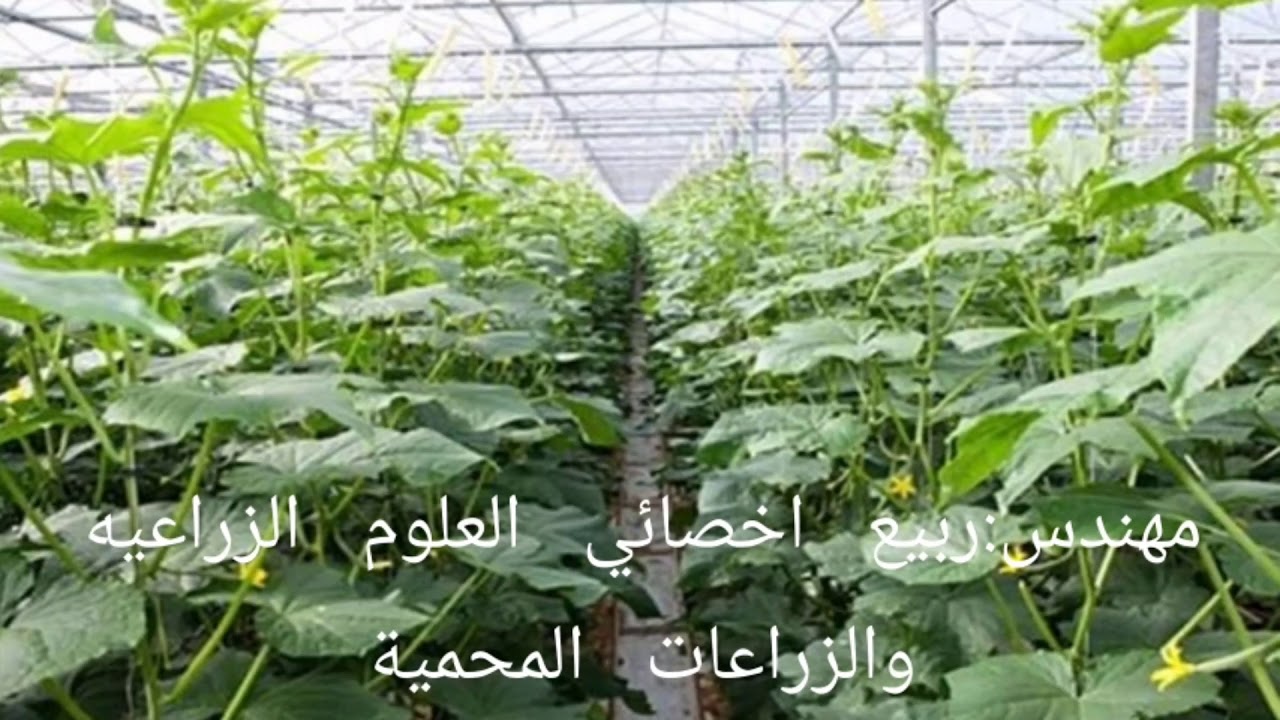 برنامج تسميد الخيار في الصوب الزراعية من الألف إلى الياء