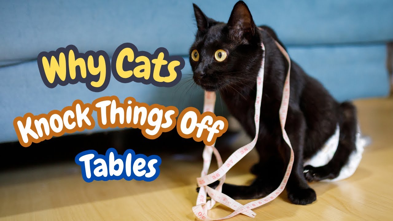 Why Cats Knock Things Off Tables