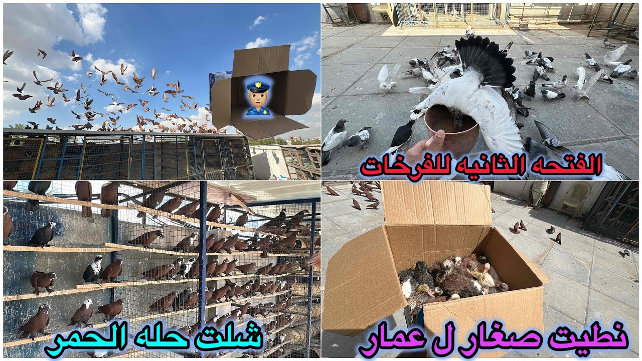 اول كشه للفرخات التور❤️شلت حله الحمر❤️شوفو شنو صار🥹🥹🥹🥹