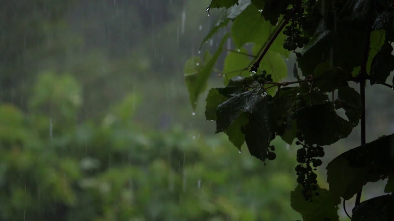 Rain, Forest HD Video Clips | No Copyright