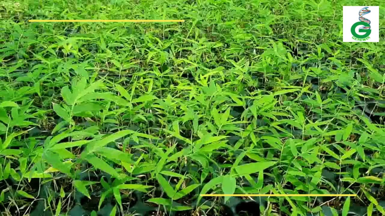 Bambusa Nutans Tissue Culture Plant Genewin Biotech
