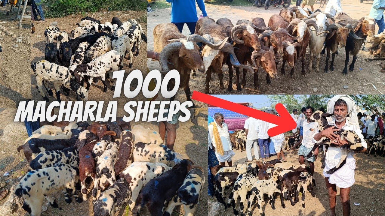 #MallMallapallyGoatMarket Update 22-12-2024 Every Sunday Market Macharla Sheeps #Mallapally #hyd