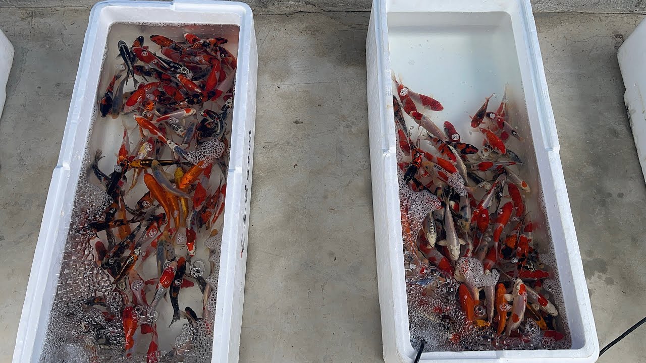 Sài Gòn Koi Farm - Lô cá Koi Nhật nhập khẩu đầu năm 2025
