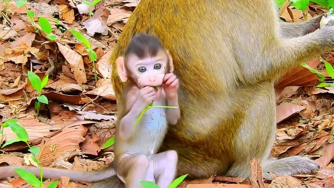...SO CUTE MONKEY...!