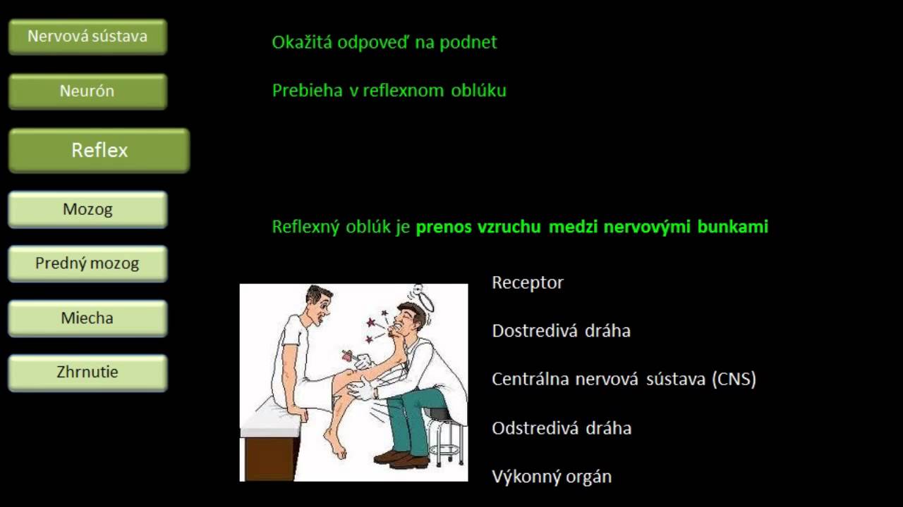 Biológia - Nervová sústava