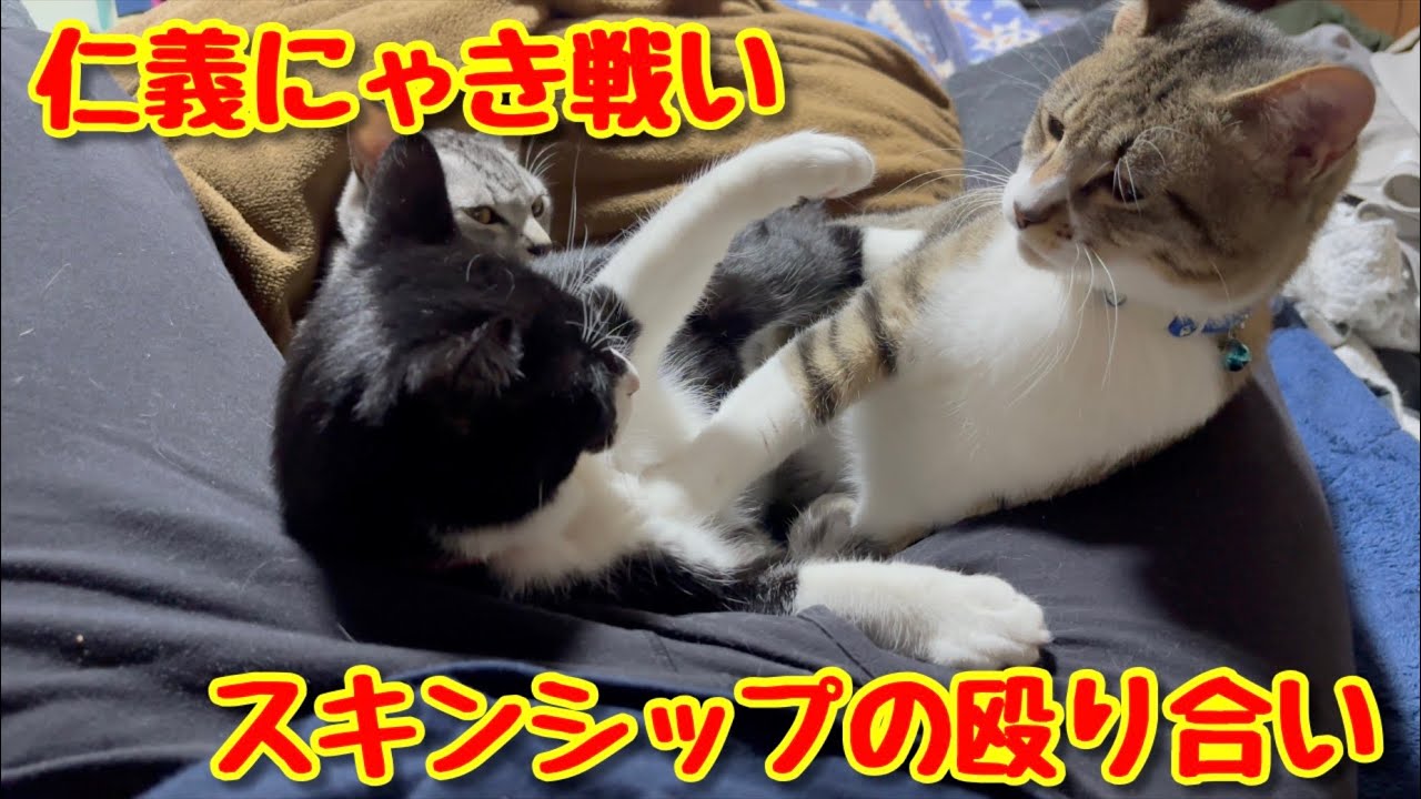 【保護猫３兄弟】仁義にゃき戦い！スキンシップの殴り合い【こゆきチャンネル】#30