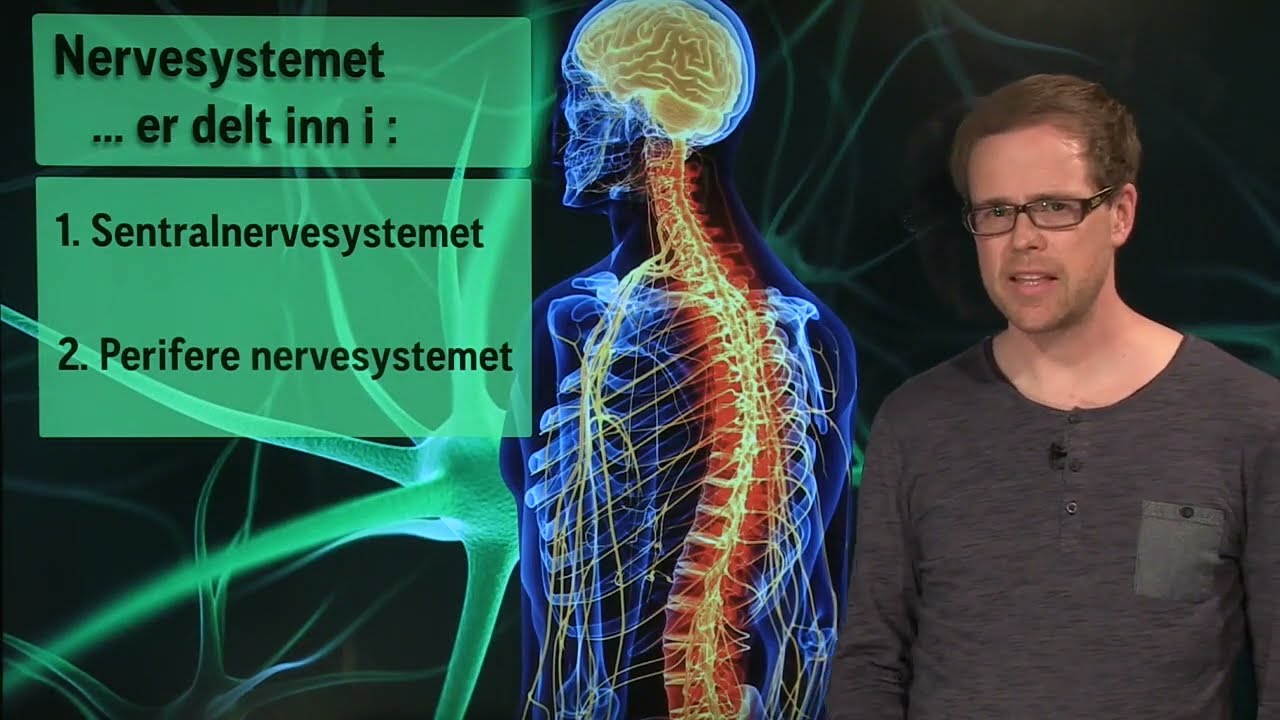 Biologi 1: Nervesystemet