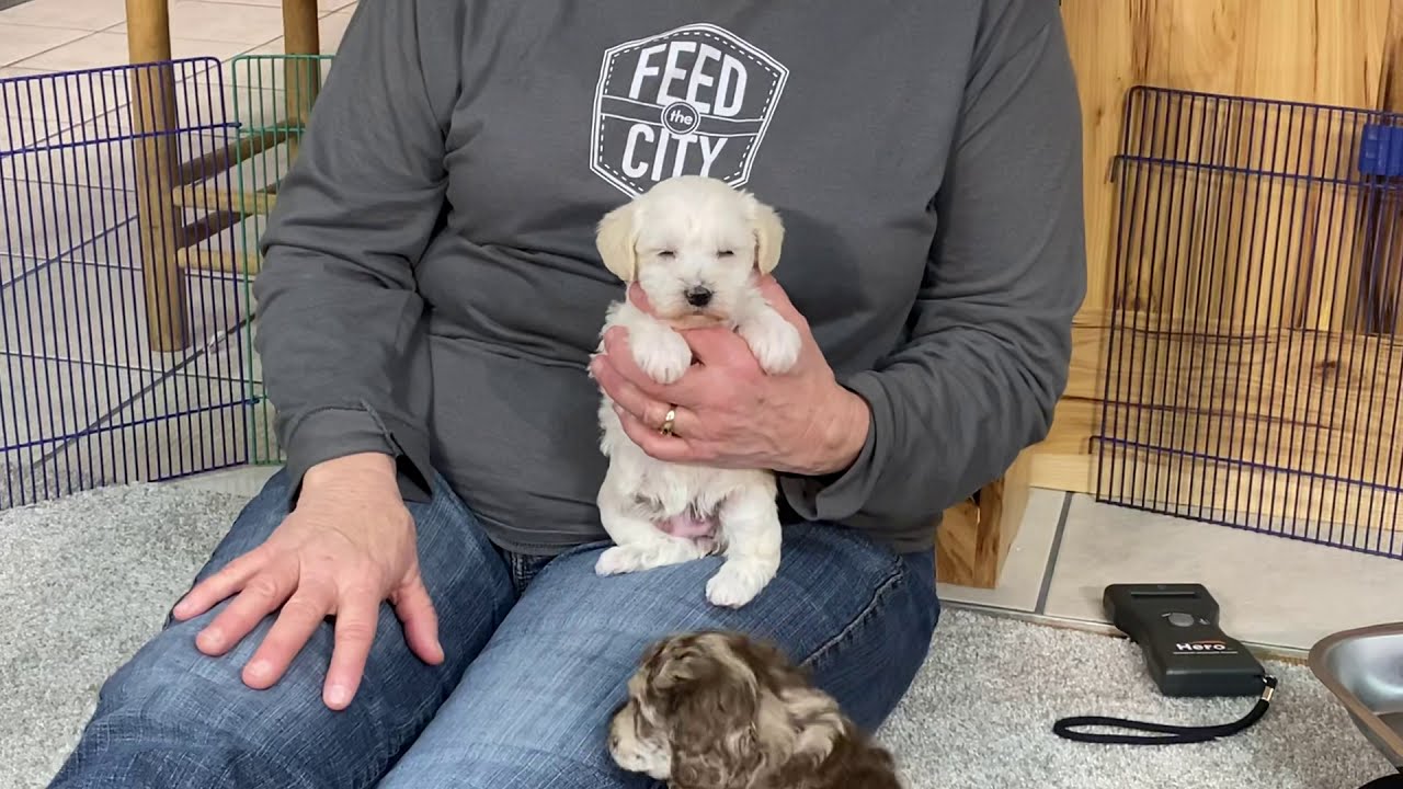Prissy's schnoodle puppy  December 14, 2020. She is SOLD